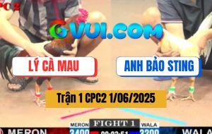 Trận 1 CPC2 1/6/2025 - Bướm Hiệu Anh Bảo Sting Đâm Cựa Quá Tịch