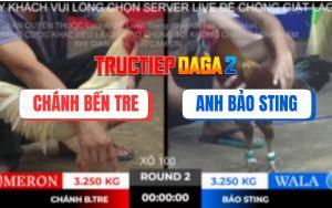 Trận 2 Bồ TonHon 2/11/2025 - Gà Vàng Bảo Sting Đá Như Búa Đóng Đinh