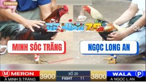 Trận 11 Ton Hon 26/12/2025 - Điều Xanh Đá Điều Anh Minh Đập Cánh Chết