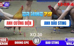 Trận 7 Bồ TonHon 3/12/2025 - Điều Cọp Bảo Sting Đá Gà Cú Lìa Giò