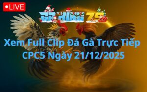 Xem Full Clip Đá Gà Trực Tiếp CPC5 Ngày 21/12/2025